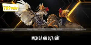 Mẹo đá gà cựa sắt